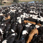 Herd of cattle, crowded together