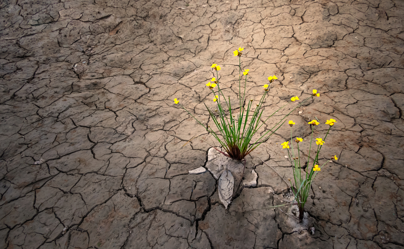 Yellow flowers growing out of parched earth