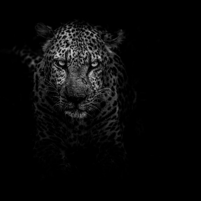 predatory leopard looming from the dark