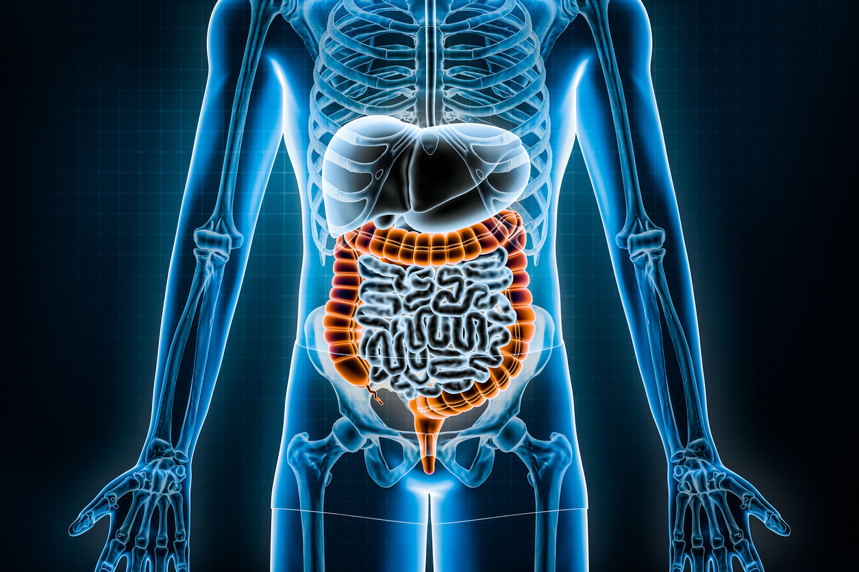 An X-ray of the torso of a human body, with the intestines highlighted