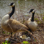 Canada geese. Male and female goose on a nest with eggs