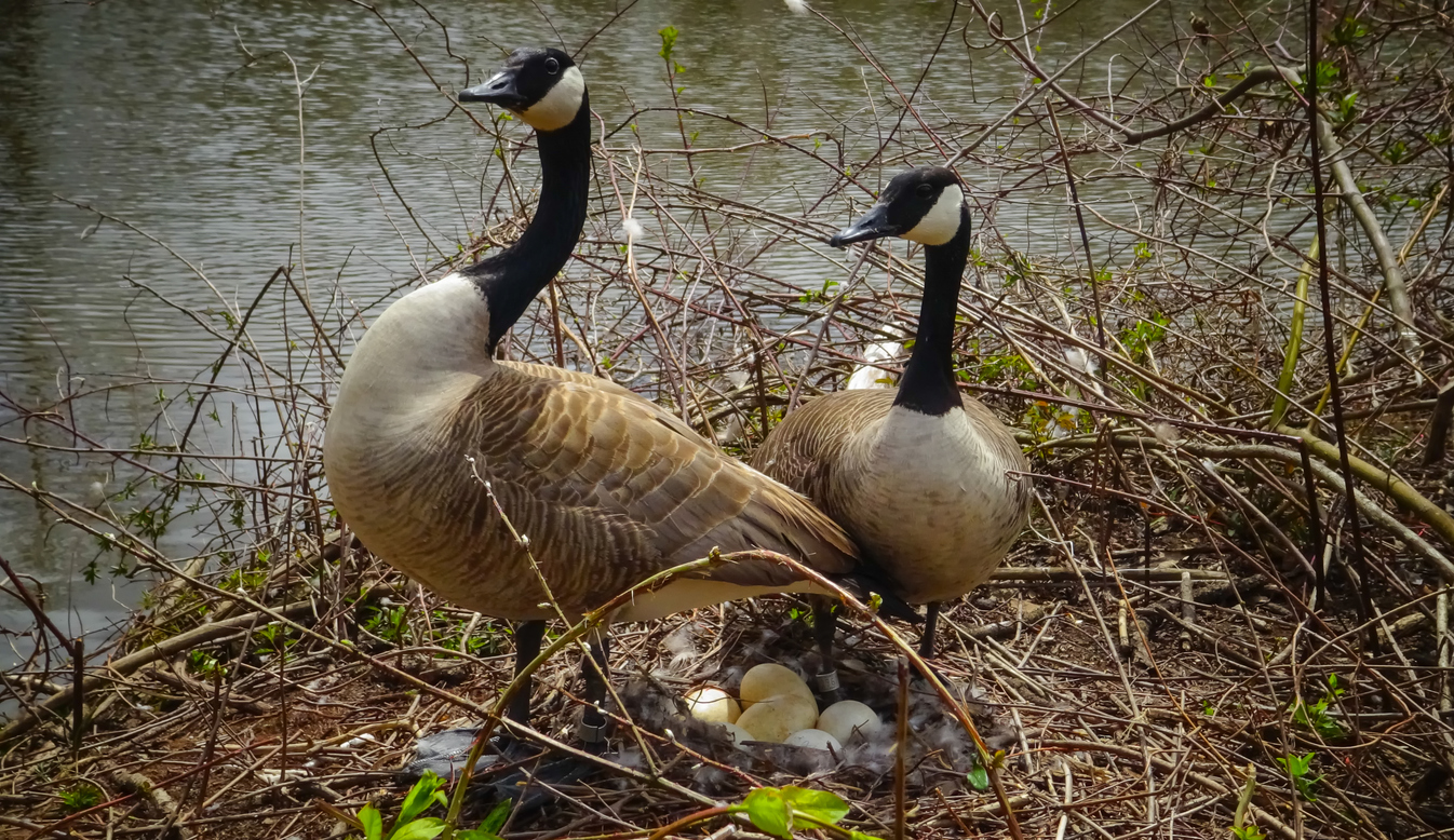 Canada geese. Male and female goose on a nest with eggs